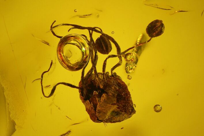 Fossil Oak Flower (Quercus) and Spider Web in Baltic Amber #145482